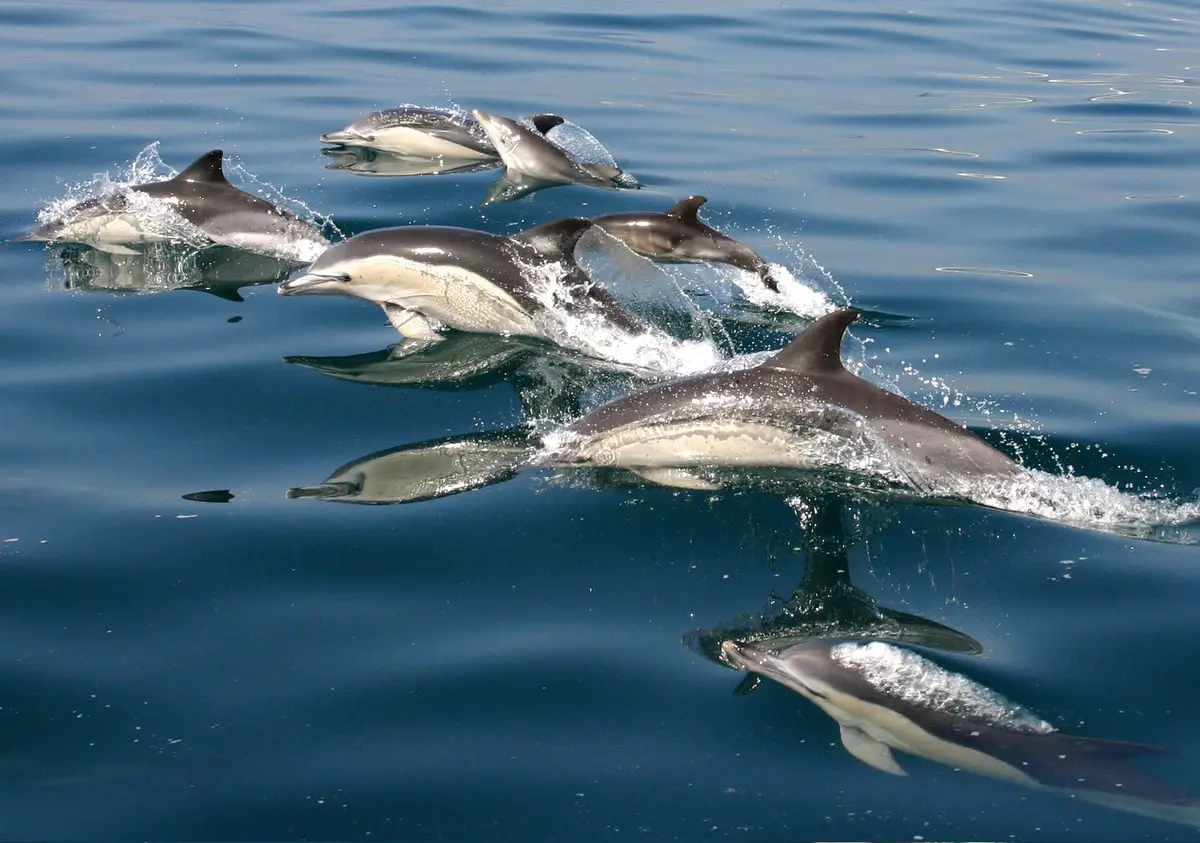 Un grupo de delfines comunes rompiendo la superficie en el Estrecho de Gibraltar
