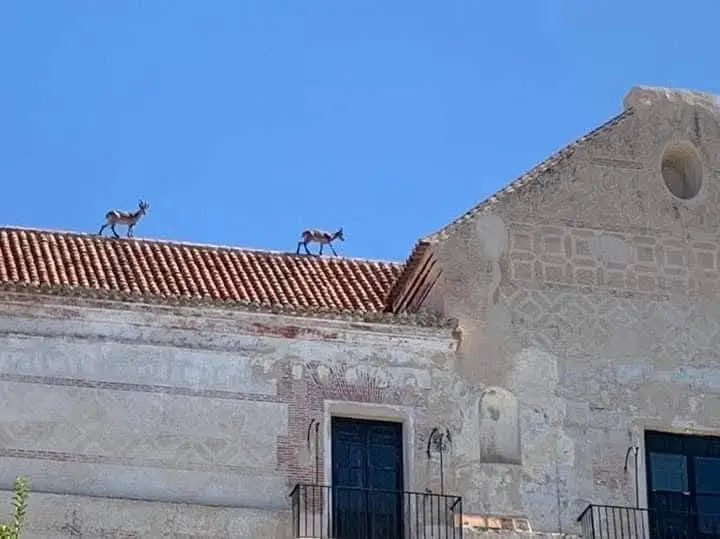 Dos cabras monteses salvajes sobre el tejado de tejas de El Ingenio