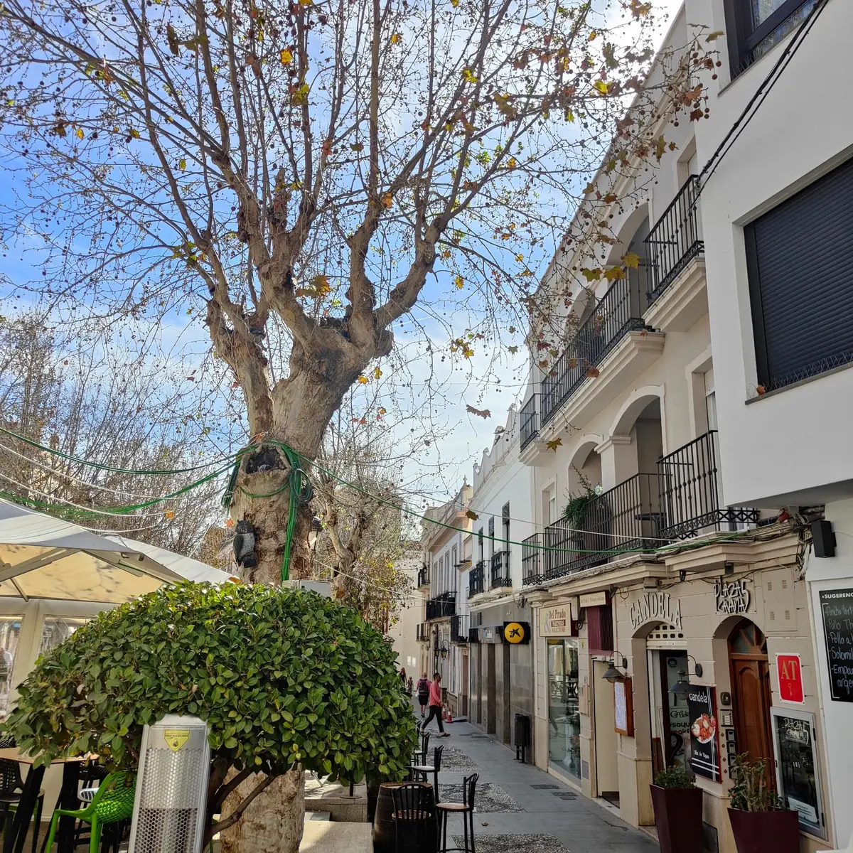 Una calle del centro de Nerja con plátanos y casas blancas con balcones