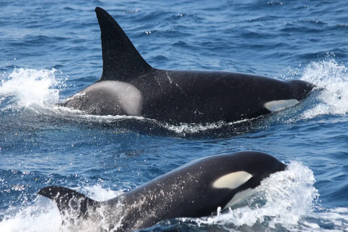 Orcas con altas aletas dorsales en el Estrecho de Gibraltar