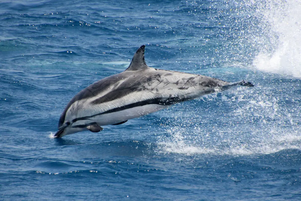 Un delfín listado saltando fuera del agua en el Estrecho de Gibraltar